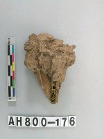 藏品(獸骨殘骸)的圖片